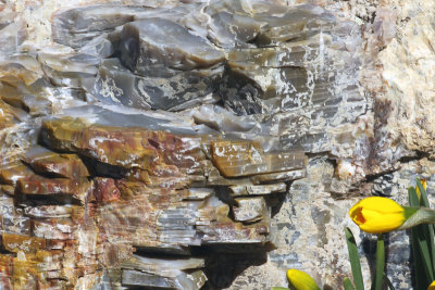 Flower and Stone