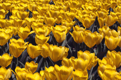 A Field of Yellow Tulips