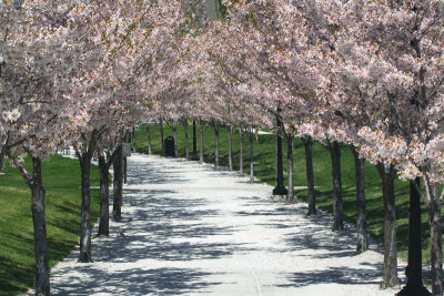 A Curve of Cherry Trees