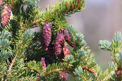 Purple Pine Cones