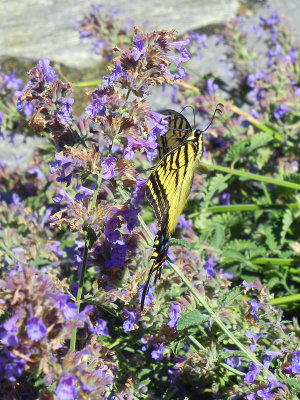 Swallowtail Butterfly From the Side