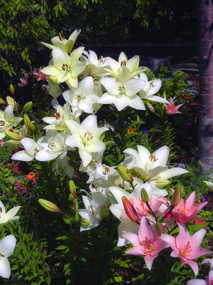 Various Shade of Lilies
