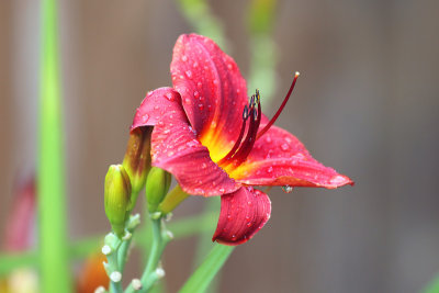 Day Lily After the Rain