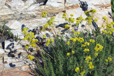 Golden Flowers and Rock