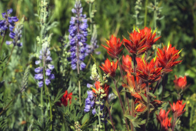 Lupine and Indian Paintbrush