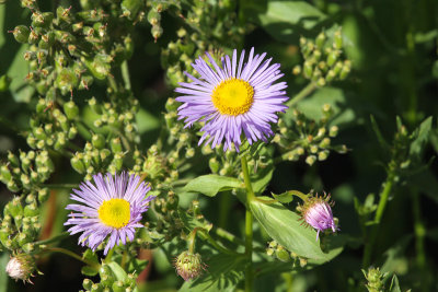 More Asters