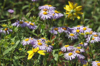 Asters and Daisies