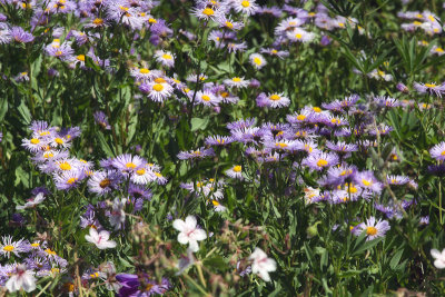 A Plethera of Asters
