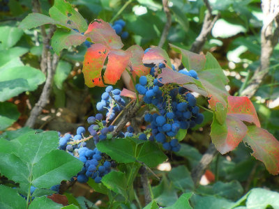 Wild Grapes and Red Leaves