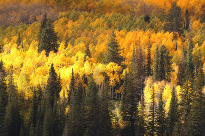 Pillars of Green in a Golden Sea