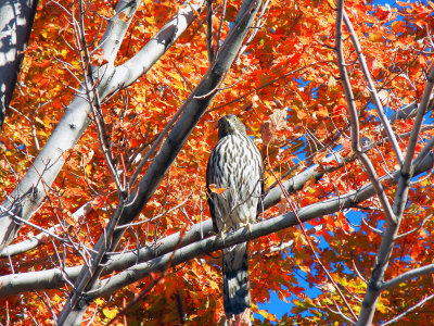 Hawk Watching at Red Butte Gardens