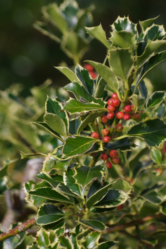 Berries on the Branch