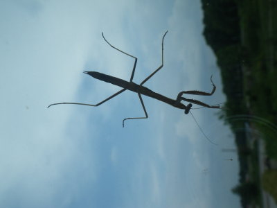 Mantis