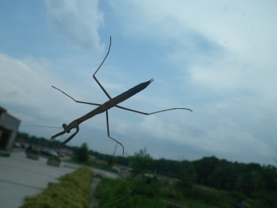 Mantis on the Window