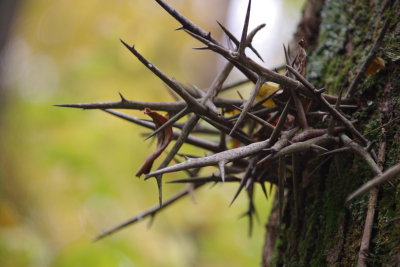 Locus Thorns