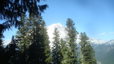 Pines and Rainier