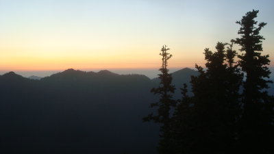 Evening Pines