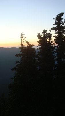 Pines
