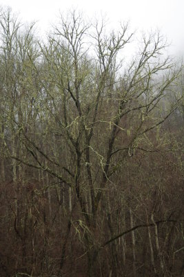 Trees in the Hills