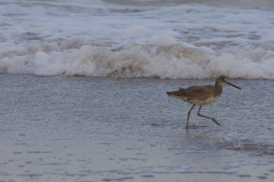 Sand Piper