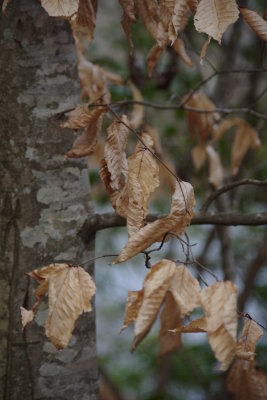 Leaves of Winter