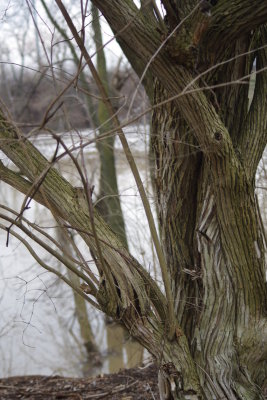 Gnarled Tree on the River