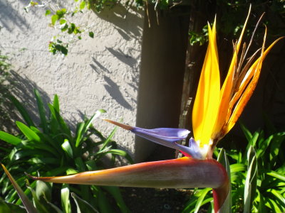 Flower with a beak