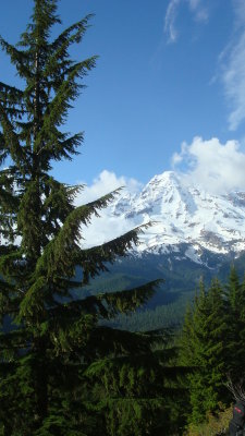 Pine