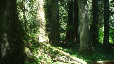 Trees