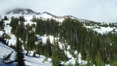 Pines on the Ridge