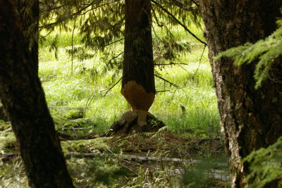 Beaver's WOrk