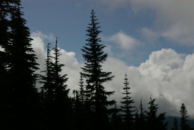 Wall of Pine