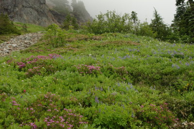 Hill of Flowers