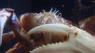 Crabby