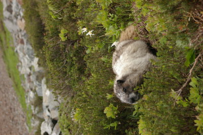 Marmot