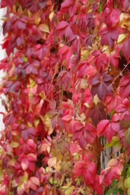 Colorful Climber