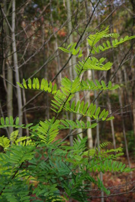 Last Leaves
