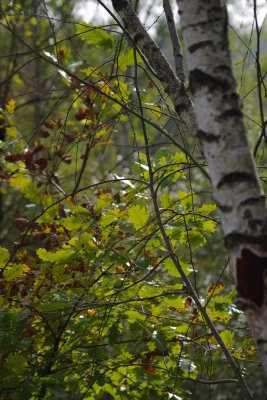 Pale Bark