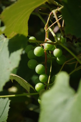 Grapes