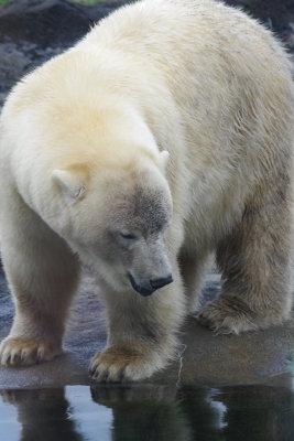 Polar Bear Pool
