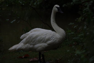 Dark swan