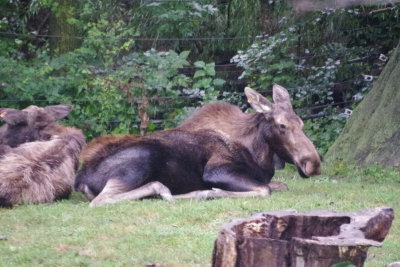 Sitting Moose