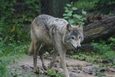 Hunter