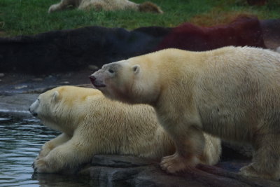 Poolside Polar bears