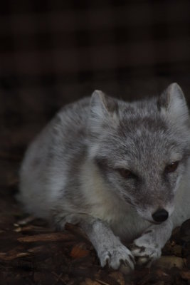 Little Guy