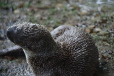 Otter