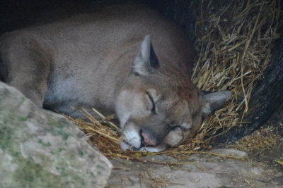 Nap Time