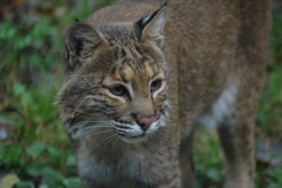 Bobcat