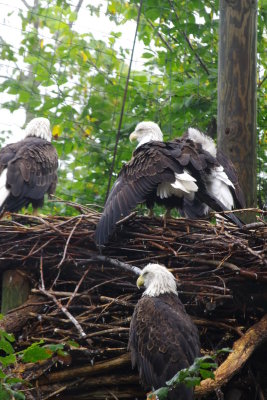 Eagles