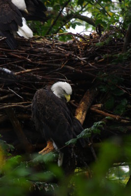 Preening